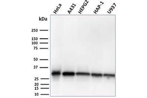 Western Blot Analysis of human HeLa, A431, HepG2, HAP1, U937 cell lysates using MTAP Recombinant Rabbit Monoclonal Antibody (MTAP/3137R). (Recombinant MTAP antibody  (AA 97-196))