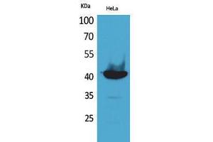 Western Blotting (WB) image for anti-Peptidylprolyl Isomerase D (PPID) (C-Term) antibody (ABIN3178175) (PPID antibody  (C-Term))