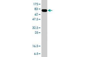 Western Blot detection against Immunogen (89. (ZYX antibody  (AA 1-572))