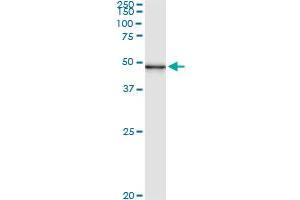 Immunoprecipitation of PUS1 transfected lysate using anti-PUS1 monoclonal antibody and Protein A Magnetic Bead , and immunoblotted with PUS1 MaxPab rabbit polyclonal antibody. (PUS1 antibody  (AA 1-399))