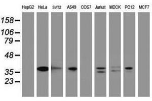 Image no. 5 for anti-Jun Proto-Oncogene (JUN) antibody (ABIN1498937) (C-JUN antibody)