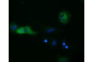 Anti-SULT2A1 mouse monoclonal antibody (ABIN2453696) immunofluorescent staining of COS7 cells transiently transfected by pCMV6-ENTRY SULT2A1 (RC204737). (SULT2A1 antibody)