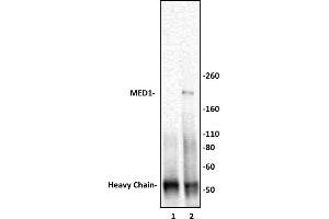 MED1 antibody (pAb) tested by Immunoprecipitation.