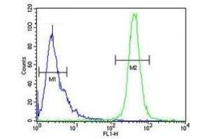 IMP3 antibody flow cytometric analysis of HeLa cells (green) compared to a negative control (blue). (IMP3 antibody  (AA 156-184))