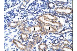 Image no. 1 for anti-Meis Homeobox 2 (MEIS2) (AA 50-99) antibody (ABIN202623) (MEIS2 antibody  (AA 50-99))