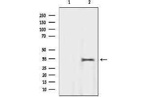 anti-Mesoderm Specific Transcript (MEST) (C-Term) antibody