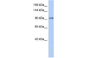 WB Suggested Anti-NEK9 Antibody Titration:  0. (NEK9 antibody  (Middle Region))