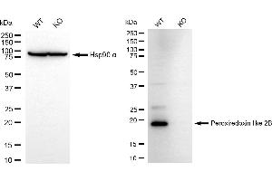 Western blotting analysis using peroxiredoxin like 2B antibody (ABIN7800963). (Recombinant C1orf93 antibody)