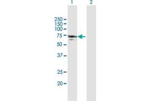 Western Blot analysis of NMT1 expression in transfected 293T cell line by NMT1 MaxPab polyclonal antibody. (NMT1 antibody  (AA 1-496))