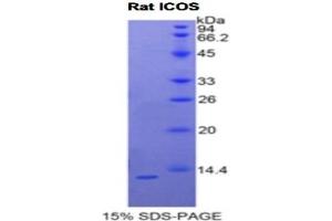 SDS-PAGE analysis of Rat ICOS Protein.