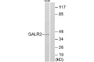 Western blot analysis of extracts from RAW264. (GALR2 antibody  (Internal Region))