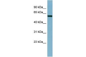 WB Suggested Anti-CAP1  Antibody Titration: 0. (CAP1 antibody  (N-Term))
