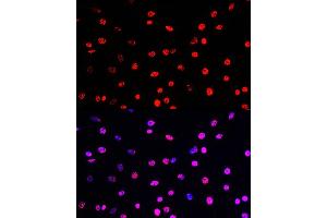 Immunofluorescence analysis of C6 cells using Phospho-Histone H3-T45 Rabbit pAb (ABIN7267692) at dilution of 100 (40x lens). (Histone 3 antibody  (H3T45p))