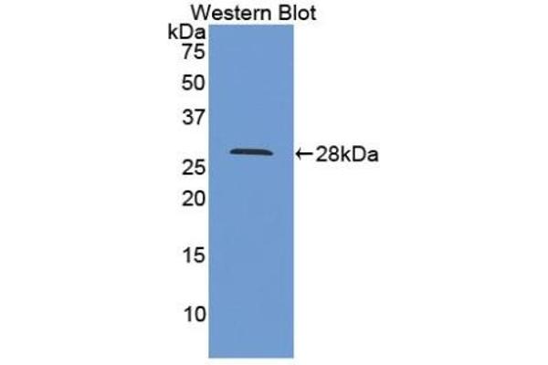 PPID anticorps  (AA 7-206)