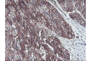 Image no. 8 for anti-Neuroplastin (NPTN) antibody (ABIN1499811)
