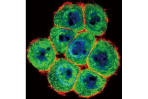 Immunofluorescence (IF) image for anti-SMAD Family Member 4 (SMAD4) (AA 255-284) antibody (ABIN392165)