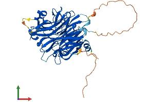 AlphaFold protein structure predicition of Human Recombinant NEU3 Protein, UniprotID Q9UQ49 (Neu3 Protein (AA 1-428) (His tag))