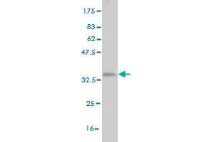 Western Blotting (WB) image for anti-Transformer 2 beta Homolog (TRA2B) (AA 120-199) antibody (ABIN562841)