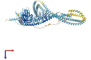 AlphaFold protein structure predicition of Mouse Recombinant Smc5 Protein, UniprotID Q8CG46 (SMC5 Protein (AA 1-1101) (His tag))