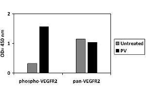 HUVEC cells were untreated or treated with PV. (VEGFR2/CD309 ELISA Kit)