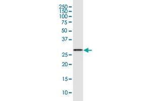 LXN monoclonal antibody (M01), clone 8H5. (Latexin antibody  (AA 151-222))