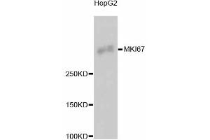 Western blot analysis of extracts of HepG2 cells, using MKI67 antibody (ABIN5997055).