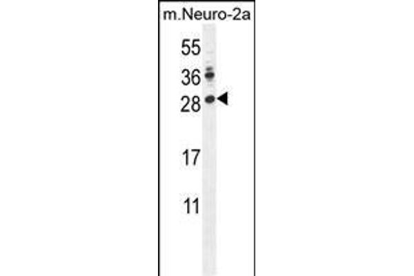 LIN28A Antikörper  (AA 108-138)