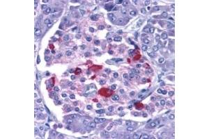 EndoG - ABIN121687 staining of human pancreas with anti-EndoG at 15 µg/ml. (Endonuclease G antibody  (AA 55-70))