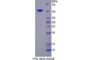 SDS-PAGE analysis of CPR Protein. (POR Protein)