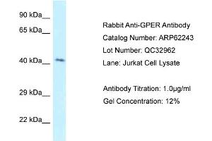 Western Blotting (WB) image for anti-G Protein-Coupled Estrogen Receptor 1 (GPER) (C-Term) antibody (ABIN2789078) (GPER antibody  (C-Term))