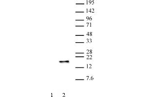 Histone H3S28ph antibody (mAb) (Clone 5F9A9) tested by Western blot. (Histone 3 antibody  (pSer28))