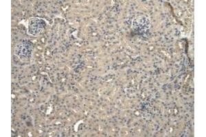 IHC-P analysis of Mouse Kidney Tissue, with DAB staining. (BNP antibody  (AA 27-121))