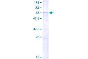 CDK7 Protein (AA 1-346) (GST tag)