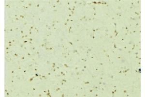 ABIN6276710 at 1/100 staining Mouse brain tissue by IHC-P. (PSMC5 antibody  (Internal Region))