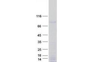 Validation with Western Blot (MEPCE Protein (Myc-DYKDDDDK Tag))