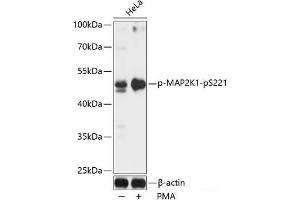 Western blot analysis of extracts of HeLa cells using Phospho-MAP2K1(pS221) Polyclonal Antibody at dilution of 1:1000. (MEK1 antibody  (pSer221))