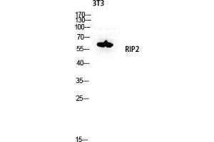 Western Blot (WB) analysis of 3T3 lysis using RIP2 antibody. (RIP2 antibody  (Tyr397))