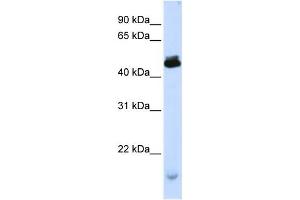 Western Blotting (WB) image for anti-Potassium Channel Modulatory Factor 1 (KCMF1) antibody (ABIN2458393) (KCMF1 antibody)