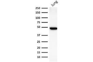 Western Blot Analysis of human lung lysate using Cytokeratin 19 Mouse Monoclonal Antibody (BA17). (Cytokeratin 19 antibody)