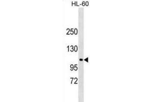 Western Blotting (WB) image for anti-N-Deacetylase/N-Sulfotransferase (Heparan Glucosaminyl) 3 (NDST3) antibody (ABIN2999633) (NDST3 antibody)