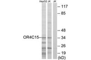 Western blot analysis of extracts from Jurkat/HepG2 cells, using OR4C15 Antibody. (OR4C15 antibody  (AA 261-310))