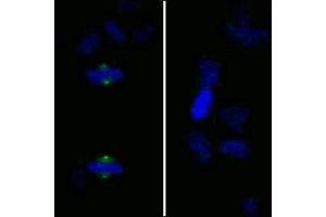 Immunofluorescence (IF) image for anti-Aurora Kinase A (AURKA) (pThr288) antibody (ABIN7448381)