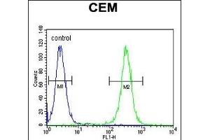 MNDA Antibody (N-term) (ABIN655190 and ABIN2844806) flow cytometric analysis of CEM cells (right histogram) compared to a negative control cell (left histogram). (MNDA antibody  (N-Term))