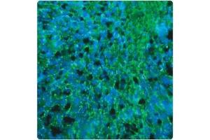 In this tissue section through an e13 Mouse brain, PLP (green staining) can be seen in immature oligodendrocytes of white matter tracts. (PLP1 antibody)