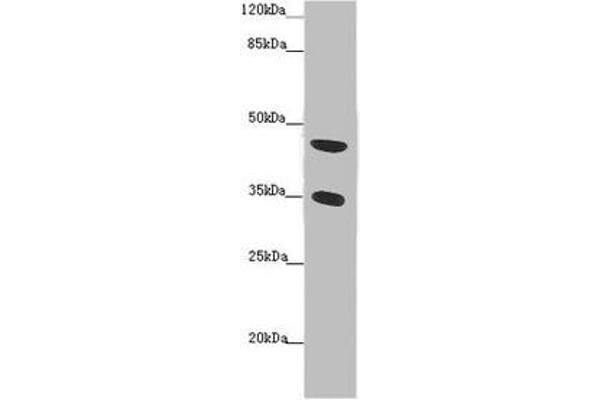 FAM46C antibody  (AA 1-391)