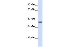 Western Blotting (WB) image for anti-Dimethylarginine Dimethylaminohydrolase 1 (DDAH1) antibody (ABIN2459821) (DDAH1 antibody)