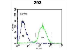 NL1 Antibody (C-term) 920a flow cytometric analysis of 293 cells (right histogram) compared to a negative control cell (left histogram). (NAP1L1 antibody  (C-Term))