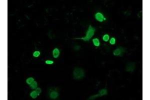 Anti-FLYWCH2 mouse monoclonal antibody (ABIN2454476) immunofluorescent staining of COS7 cells transiently transfected by pCMV6-ENTRY FLYWCH2 (RC204275). (FLYWCH2 antibody)
