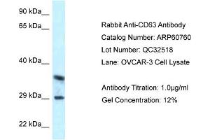 Sample Type: OVCAR3 cell lysateAntibody Titration: 1. (CD63 antibody  (C-Term))
