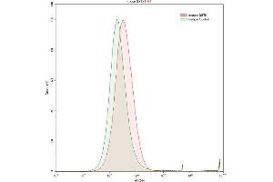 Detection of GSTk1 in Raji human Burkitt's lymphoma cell line using Polyclonal Antibody to Glutathione S Transferase Kappa 1 (GSTk1) (GSTK1 antibody  (AA 19-222))